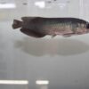 African Arowana for sale