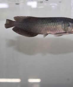 African Arowana for sale