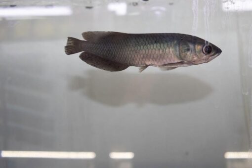 African Arowana for sale
