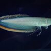 Black Arowana for sale
