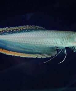 Black Arowana for sale