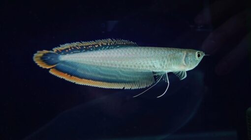 Black Arowana for sale