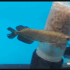 Jardini Arowana for sale