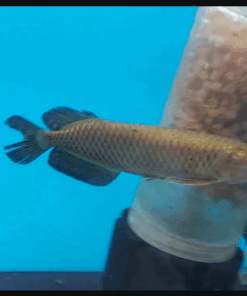Jardini Arowana for sale