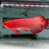 Red Asian Arowana for sale