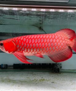 Red Asian Arowana for sale