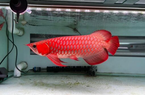 Red Asian Arowana for sale