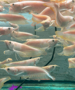 Silver Arowana for sale