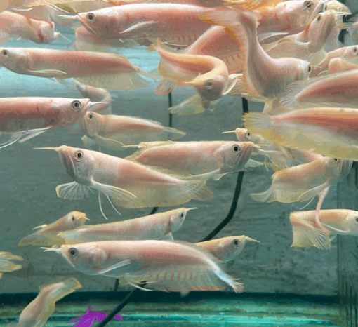 Silver Arowana for sale