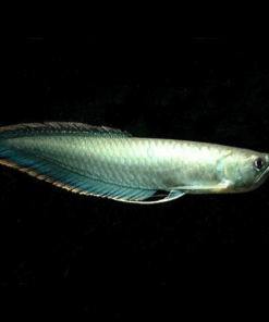 Black Arowana for sale
