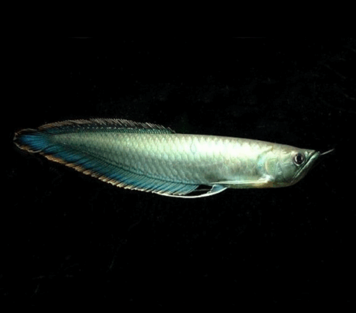 Black Arowana for sale
