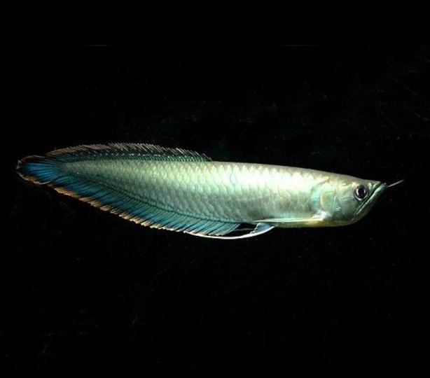 Black Arowana for sale