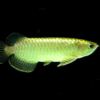 Green Arowana for sale