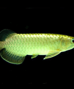 Green Arowana for sale