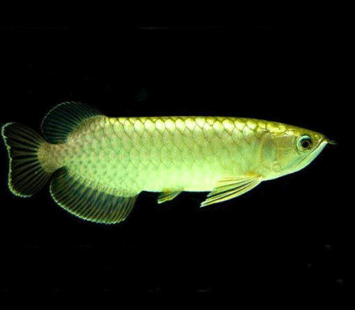 Green Arowana for sale