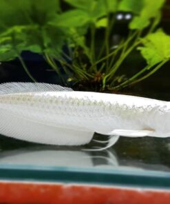 Buy Platinum Silver Arowana