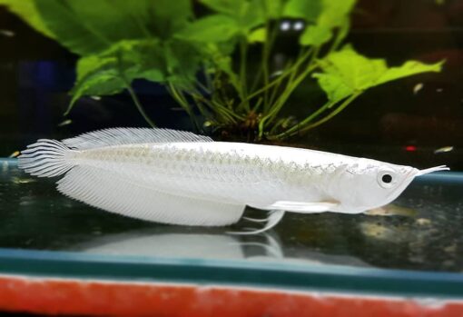 Buy Platinum Silver Arowana