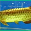 Goldenhead Arowana for sale 
