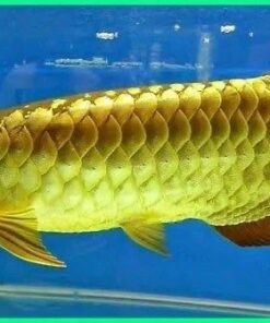 Goldenhead Arowana for sale 