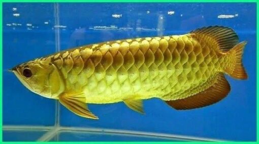 Goldenhead Arowana for sale 