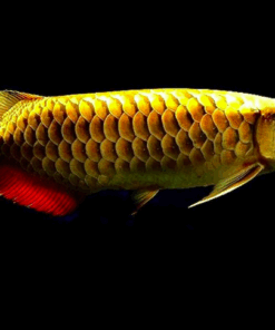 Goldenhead Arowana for sale 