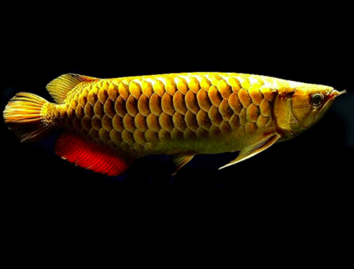 Goldenhead Arowana for sale 