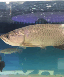 Jardini Arowana for sale