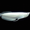 Buy Platinum Silver Arowana