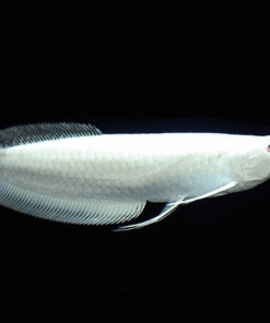 Buy Platinum Silver Arowana