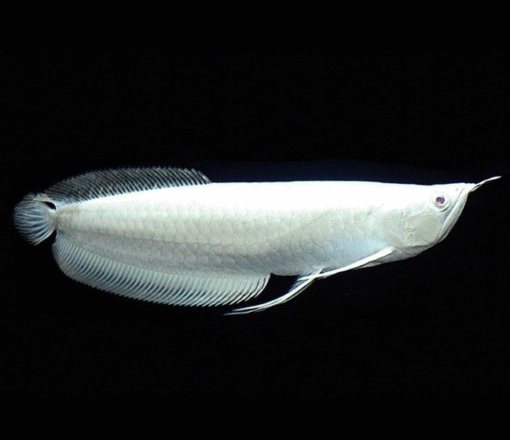 Buy Platinum Silver Arowana