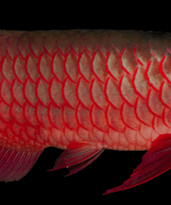 Red Asian Arowana for sale
