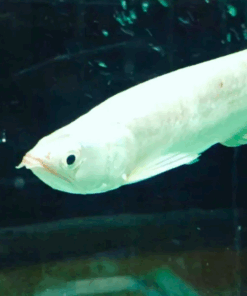 Platinum Jardini Arowana for sale