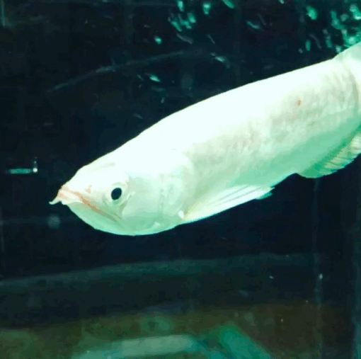 Platinum Jardini Arowana for sale