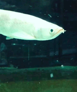 Platinum Jardini Arowana for sale