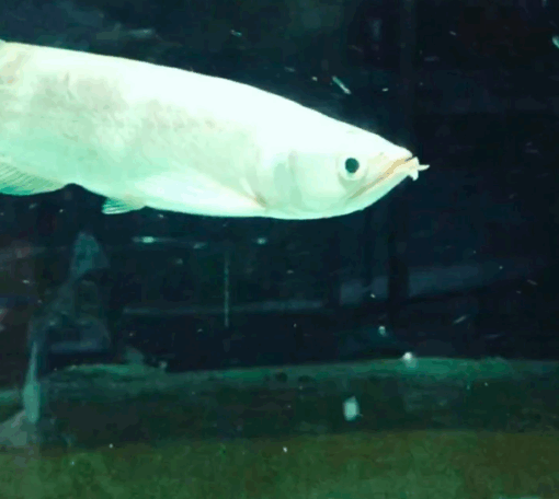Platinum Jardini Arowana for sale