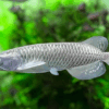 Buy Silver Jardini Arowana 