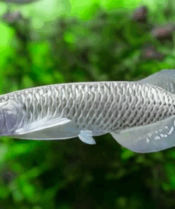 Buy Silver Jardini Arowana 