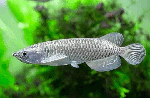 Buy Silver Jardini Arowana 