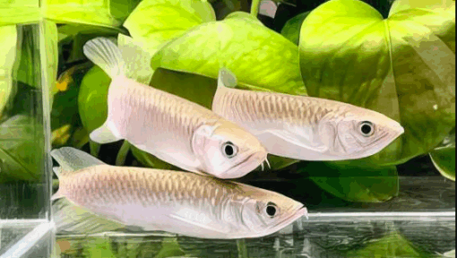 Buy Silver Jardini Arowana 