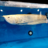 Buy Albino chocolate silver Arowana