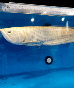 Buy Albino chocolate silver Arowana