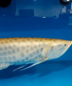 Buy Albino chocolate silver Arowana