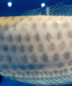 Buy Albino chocolate silver Arowana