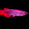Buy Super Blood Red Arowana 