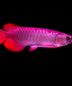 Buy Super Blood Red Arowana 