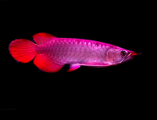 Buy Super Blood Red Arowana 