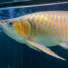 Buy VIP Super Red Arowana