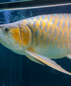 Buy VIP Super Red Arowana