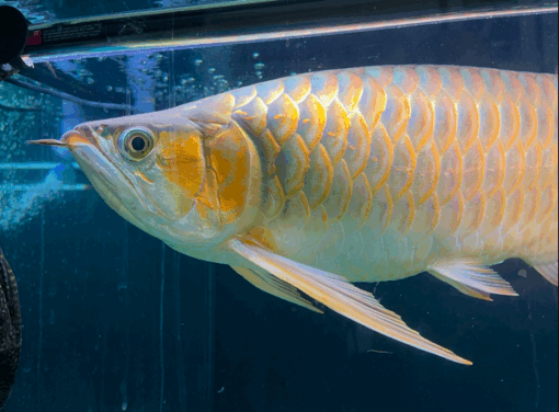 Buy VIP Super Red Arowana