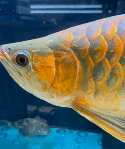 Buy VIP Super Red Arowana